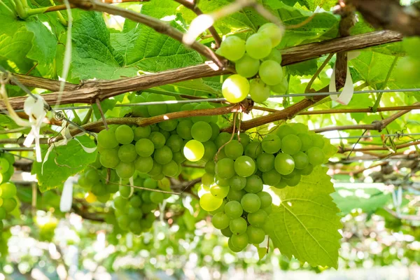 Raisins Frais Sur Vigne Vignoble Avant Récolte — Photo