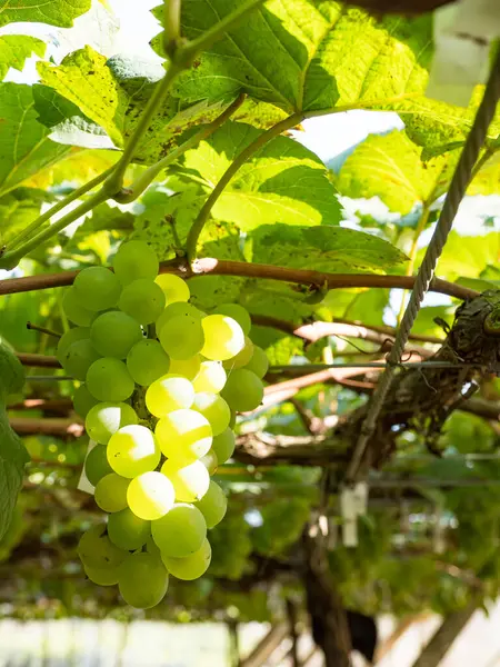 Raisins Frais Sur Vigne Vignoble Avant Récolte — Photo