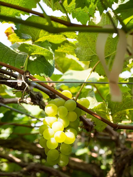 Raisins Frais Sur Vigne Vignoble Avant Récolte — Photo