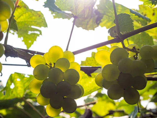 Raisins Frais Sur Vigne Vignoble Avant Récolte — Photo