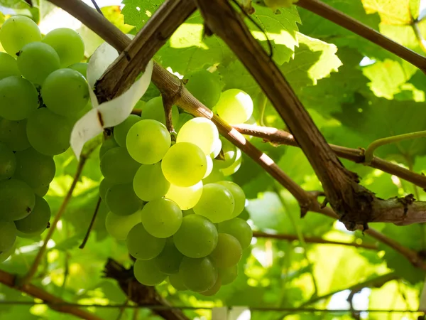 Raisins Frais Sur Vigne Vignoble Avant Récolte — Photo