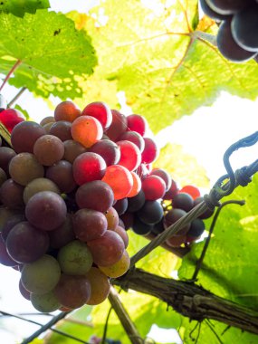 Taze üzümler mahsulden önce şarap mahzeninde..