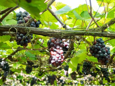 Taze üzümler mahsulden önce şarap mahzeninde..