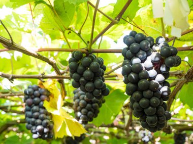 Taze üzümler mahsulden önce şarap mahzeninde..