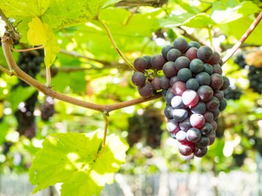 Taze üzümler mahsulden önce şarap mahzeninde..