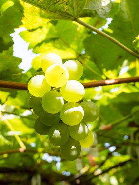 Taze üzümler mahsulden önce şarap mahzeninde..