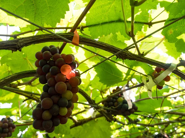 Fresh Grapes Vine Wineyard Harvesting — Fotografia de Stock