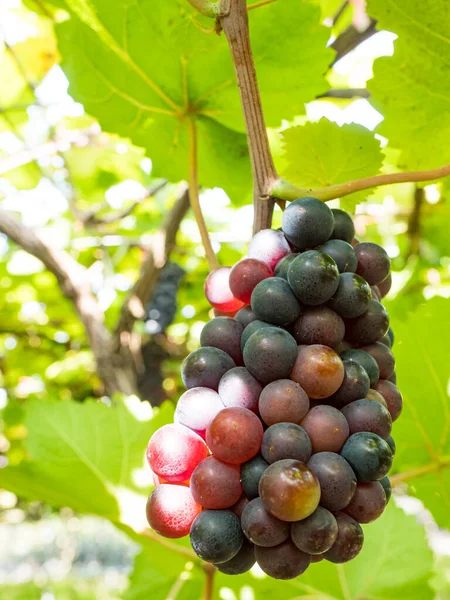 Fresh Grapes Vine Wineyard Harvesting — Stockfoto