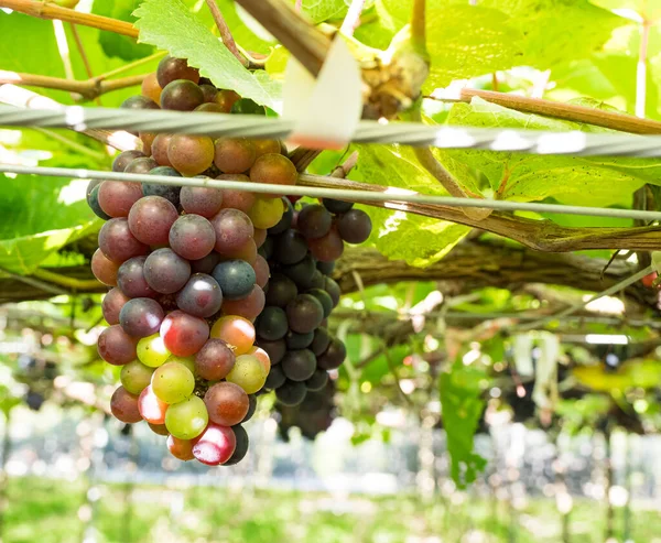 Fresh Grapes Vine Wineyard Harvesting — Stock Photo, Image