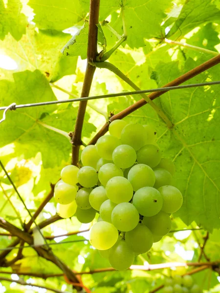Raisins Frais Sur Vigne Vignoble Avant Récolte — Photo