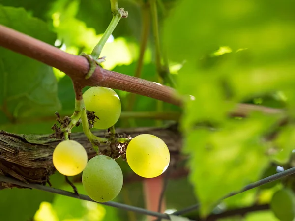 Raisins Frais Sur Vigne Vignoble Avant Récolte — Photo