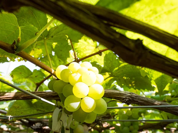 Uvas Frescas Vid Viñedo Antes Cosecha —  Fotos de Stock