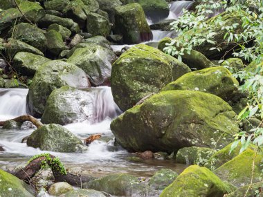 Bir derede tatlı su kayaların üzerinden yavaş çekimde bir yol buluyor.