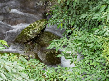 Bir derede tatlı su kayaların üzerinden yavaş çekimde bir yol buluyor.