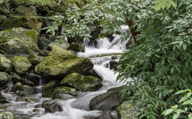 Bir derede tatlı su kayaların üzerinden yavaş çekimde bir yol buluyor.