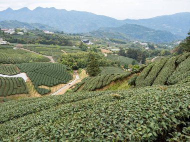 Güzel çay sıraları sahne izole, çay ürünü için tasarım konsepti.