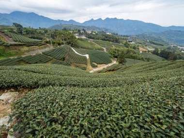 Güzel çay sıraları sahne izole, çay ürünü için tasarım konsepti.