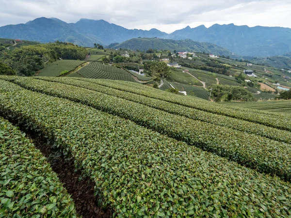 Piękny Ogród Herbaciany Sceny Izolowane Rzędy Koncepcja Projektowania Produktu Herbaty — Zdjęcie stockowe