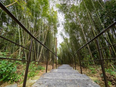 Chiayi, Tayvan 'daki güzel bambu ormanı..