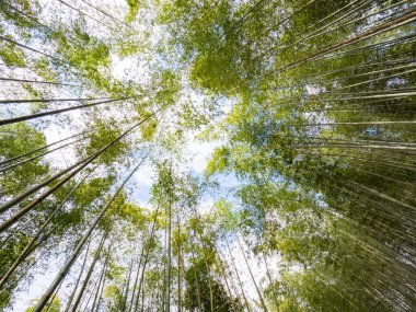 Chiayi, Tayvan 'daki güzel bambu ormanı..