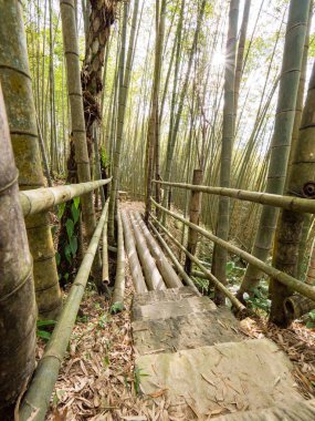Chiayi, Tayvan 'daki güzel bambu ormanı..