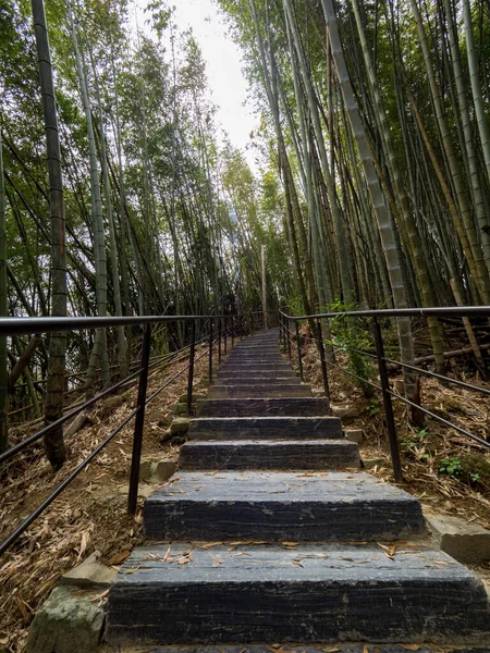 Der Wunderschöne Bambuswald Chiayi Taiwan — Stockfoto