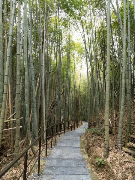 Chiayi Tayvan Daki Güzel Bambu Ormanı — Stok fotoğraf
