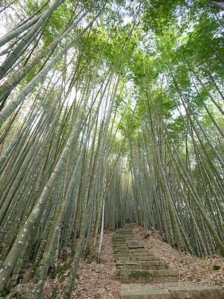 Hermoso Bosque Bambú Chiayi Taiwán —  Fotos de Stock