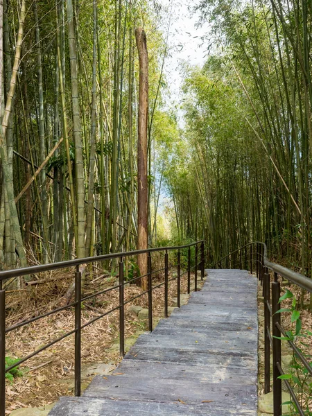 Bela Floresta Bambu Chiayi Taiwan — Fotografia de Stock