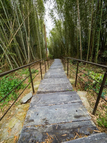 Hermoso Bosque Bambú Chiayi Taiwán — Foto de Stock