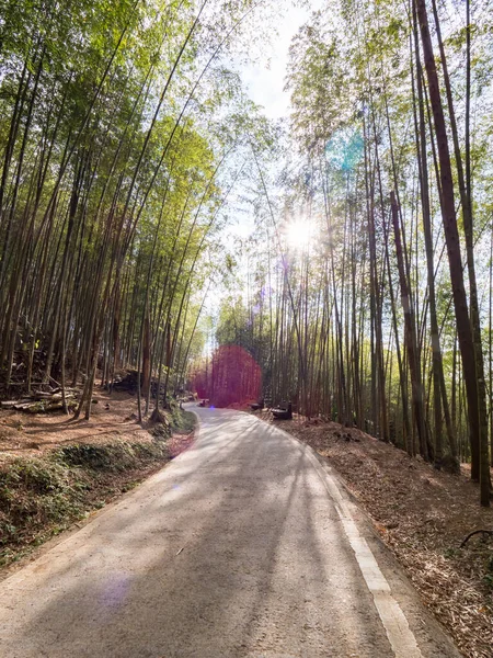 Bellissima Foresta Bambù Chiayi Taiwan — Foto Stock