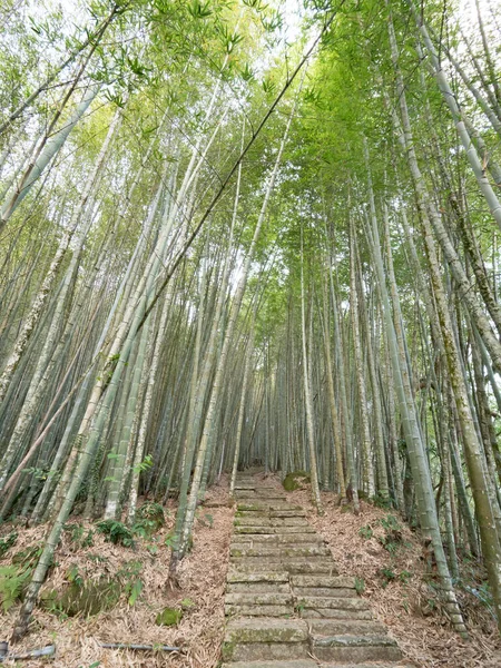 Der Wunderschöne Bambuswald Chiayi Taiwan — Stockfoto