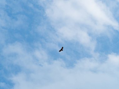 Gökyüzünde uçan şahin yiyecek arıyor.