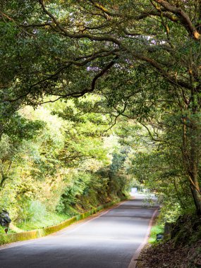 Taipei, Tayvan 'daki güzel yeşil ormanlık alandan geçen yol..