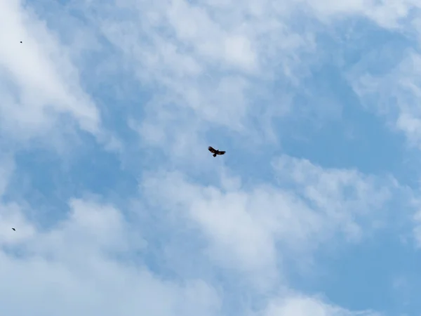 空を飛ぶ鷹が食べ物を探しています — ストック写真