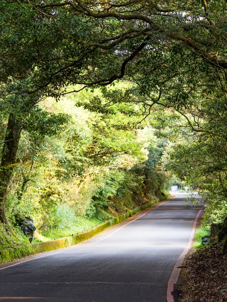 Strada Attraverso Bellissimi Boschi Verdi Taipei Taiwan — Foto Stock