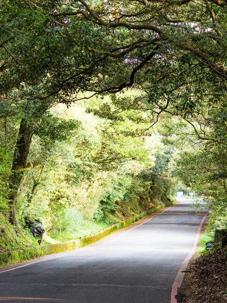 Strada Attraverso Bellissimi Boschi Verdi Taipei Taiwan — Foto Stock