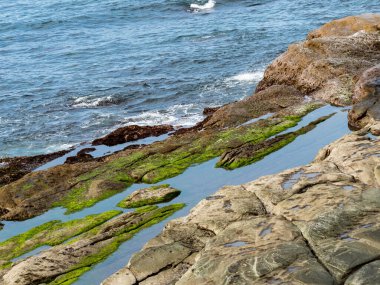 kaya oluşumları ve yeşil yosun büyümesi ile ıslak plaj