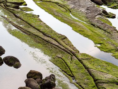 kaya oluşumları ve yeşil yosun büyümesi ile ıslak plaj
