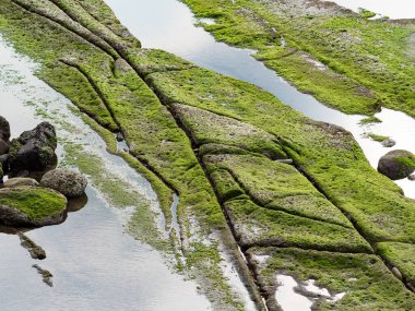kaya oluşumları ve yeşil yosun büyümesi ile ıslak plaj