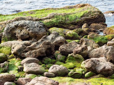 kaya oluşumları ve yeşil yosun büyümesi ile ıslak plaj