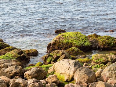 kaya oluşumları ve yeşil yosun büyümesi ile ıslak plaj