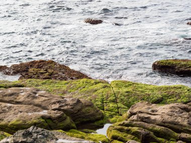 kaya oluşumları ve yeşil yosun büyümesi ile ıslak plaj