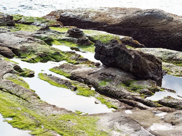 Влажный Пляж Горными Породами Зелеными Водорослями — стоковое фото