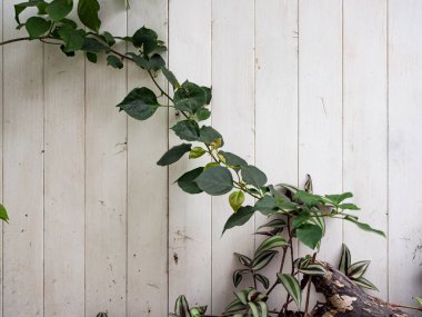 Yeşil sarmaşık eski grungy bahçe çiti tırmanma bırakır. Eski ahşap plakalar tarafından yeşil yapraklarla kaplı. Doğal arka plan dokusu.