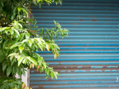 Fotokopi alanı olan beyaz bir garaj kapısının önünde yeşil bitki vazoları var..