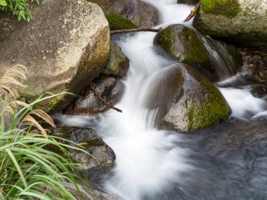 Yeşil ormandaki taşların üzerindeki yeşil yosunlar küçük şelaleli bir nehirde..