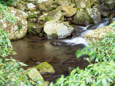 Yeşil ormandaki taşların üzerindeki yeşil yosunlar küçük şelaleli bir nehirde..