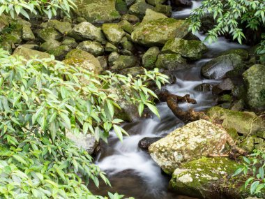 Yeşil ormandaki taşların üzerindeki yeşil yosunlar küçük şelaleli bir nehirde..