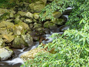 Yeşil ormandaki taşların üzerindeki yeşil yosunlar küçük şelaleli bir nehirde..